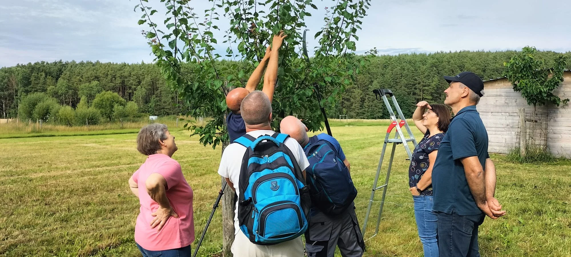 Baumschneidekurs: Sommerschnitt an Steinobstbäumen mit Markus Fuchs