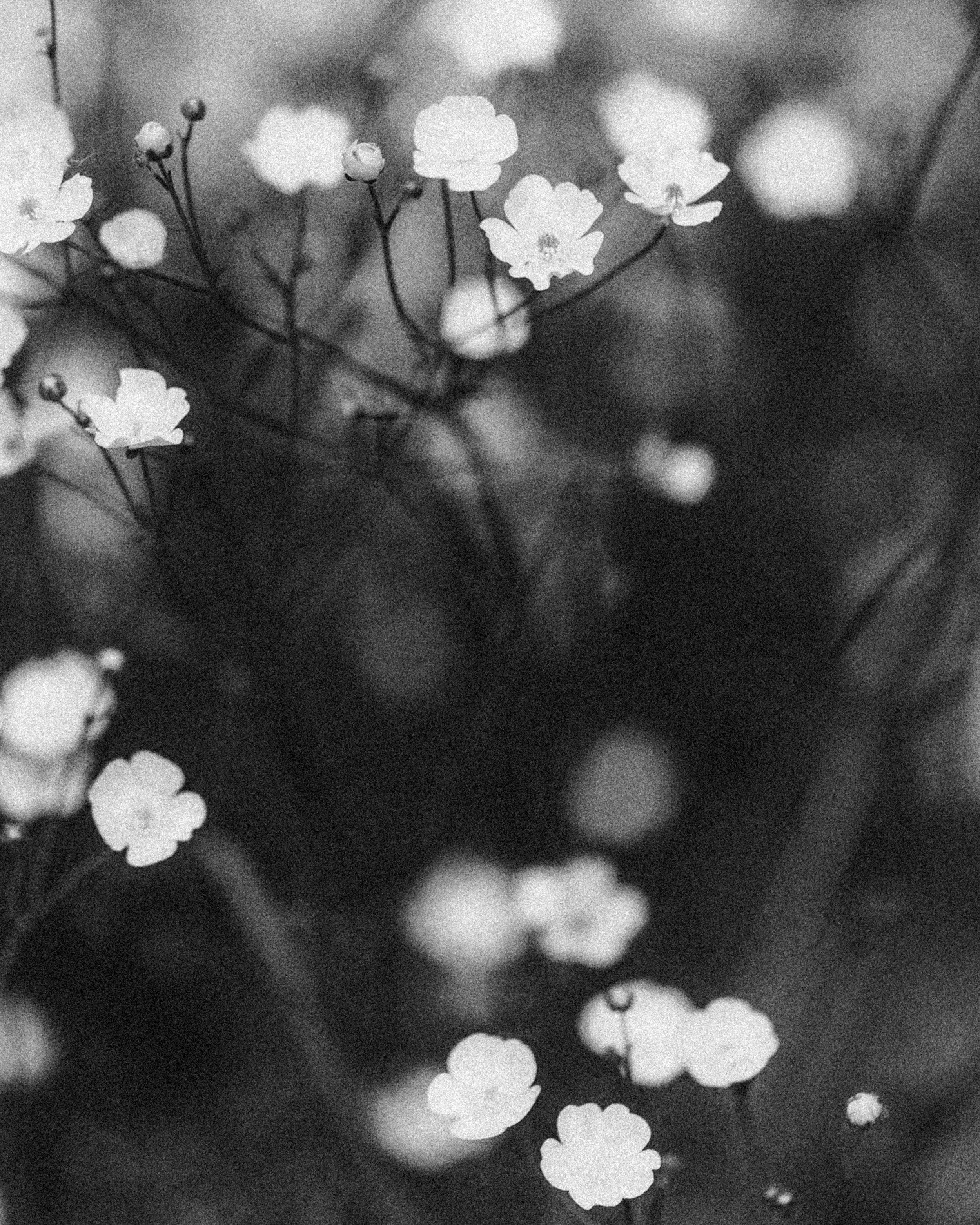 Allonnes 2025- Maaike Ronhaar -DSC06543.jpg