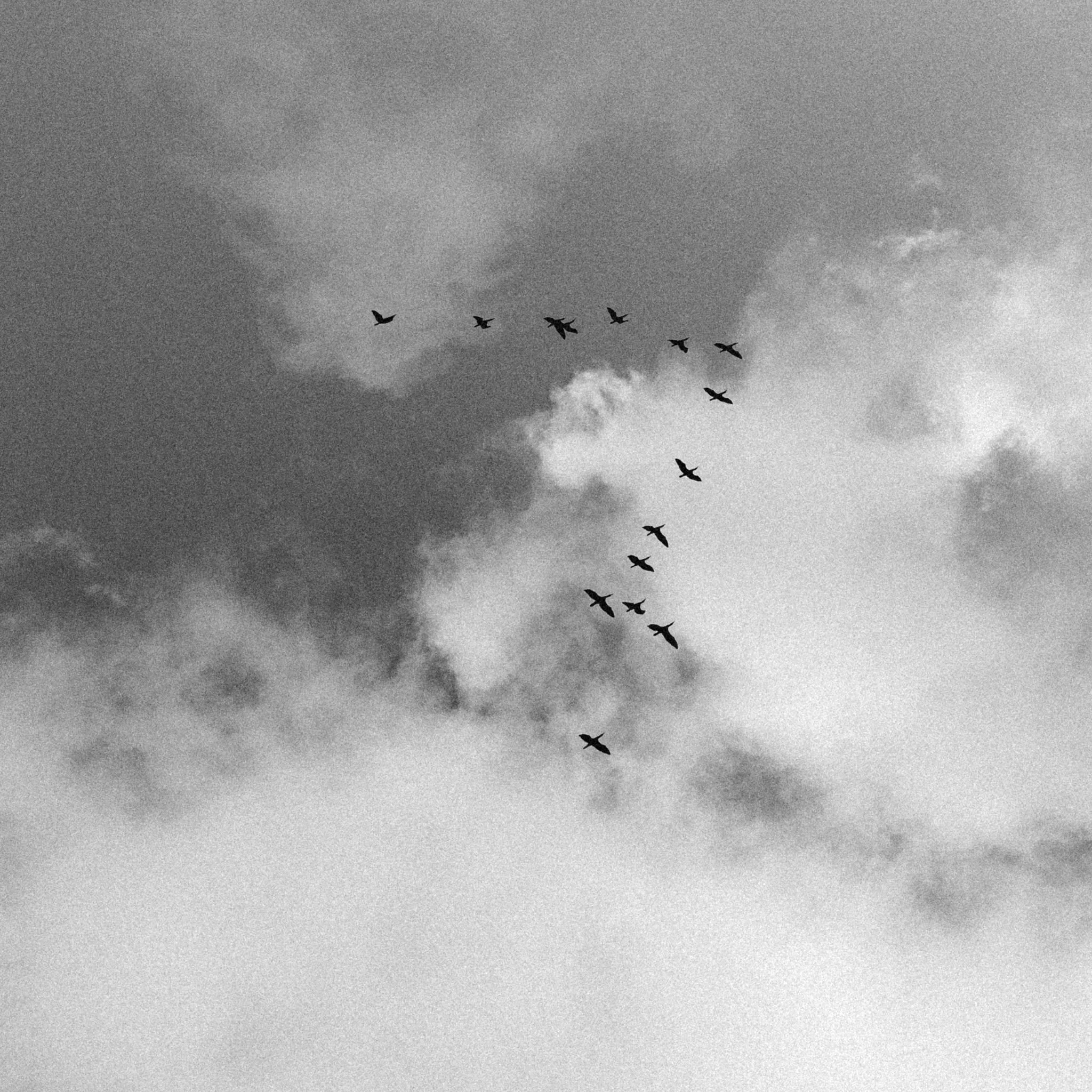 TheBirdXPCovers-MaaikeRonhaar-DSC05864.jpg