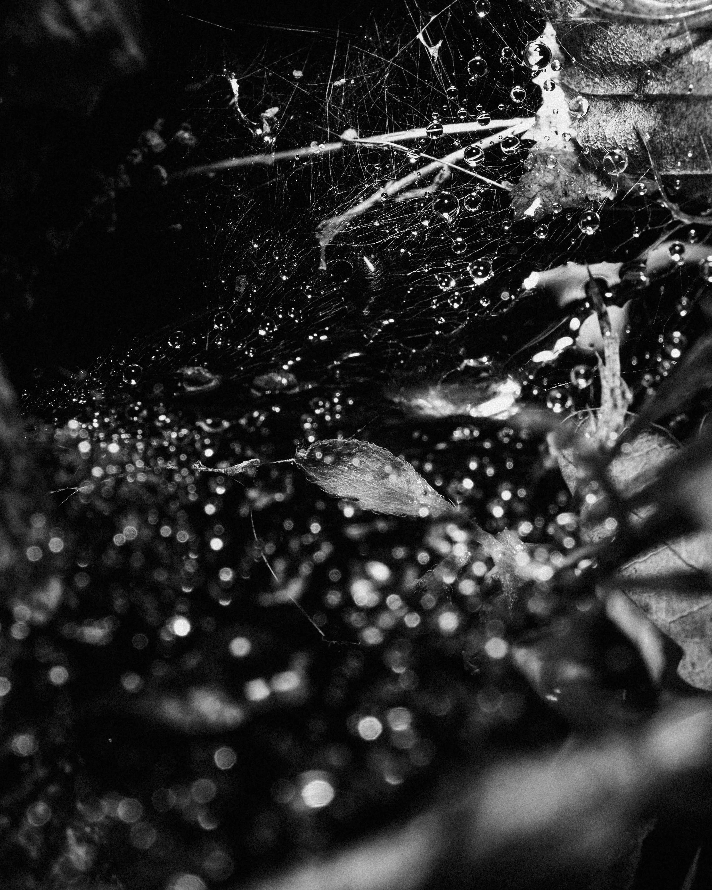 Maaike Ronhaar - DSC06701-2.jpg