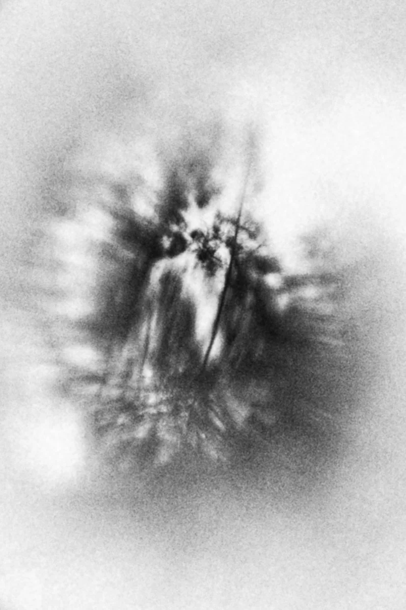 - Maaike Ronhaar -Paddestoelen- Maaike Ronhaar -DSC00103-2.jpg