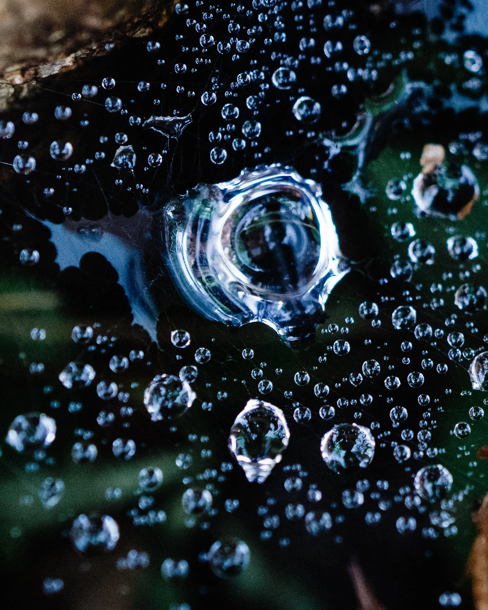 Maaike Ronhaar - DSC06694-2.jpg