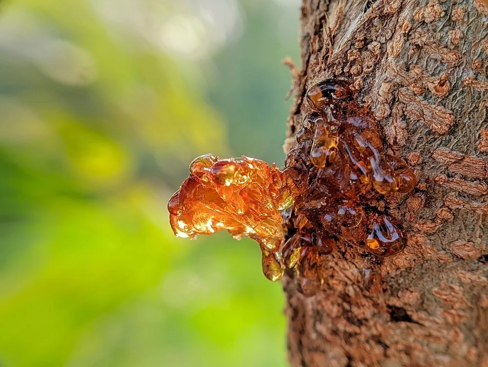 frankincense-An-ancient-medicine-in-a-modern-world.jpg
