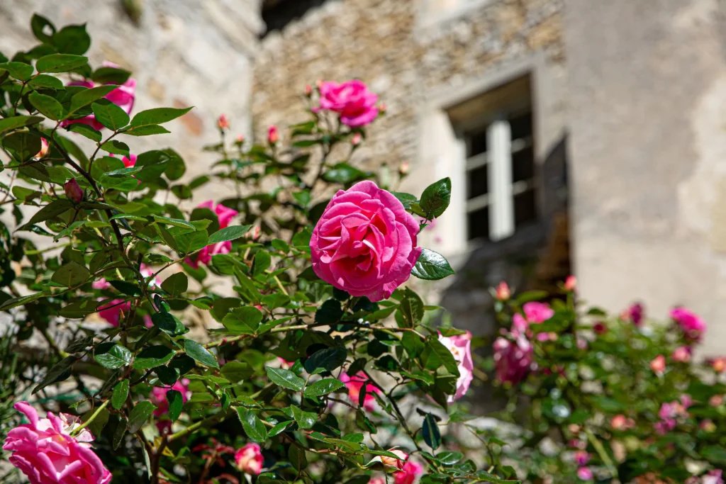 France -THE “Fragrant Journeys”: A 400-YEAR SYMPHONY OF SILK, RESIN, AND STATECRAFT