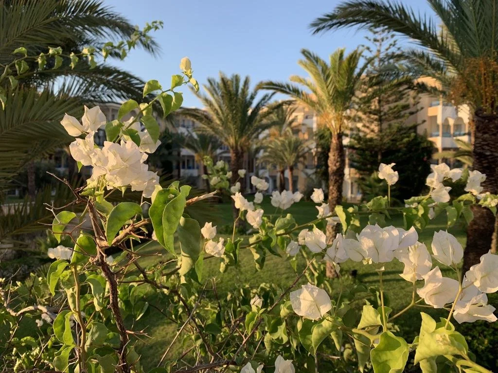 Tunisia - Oman