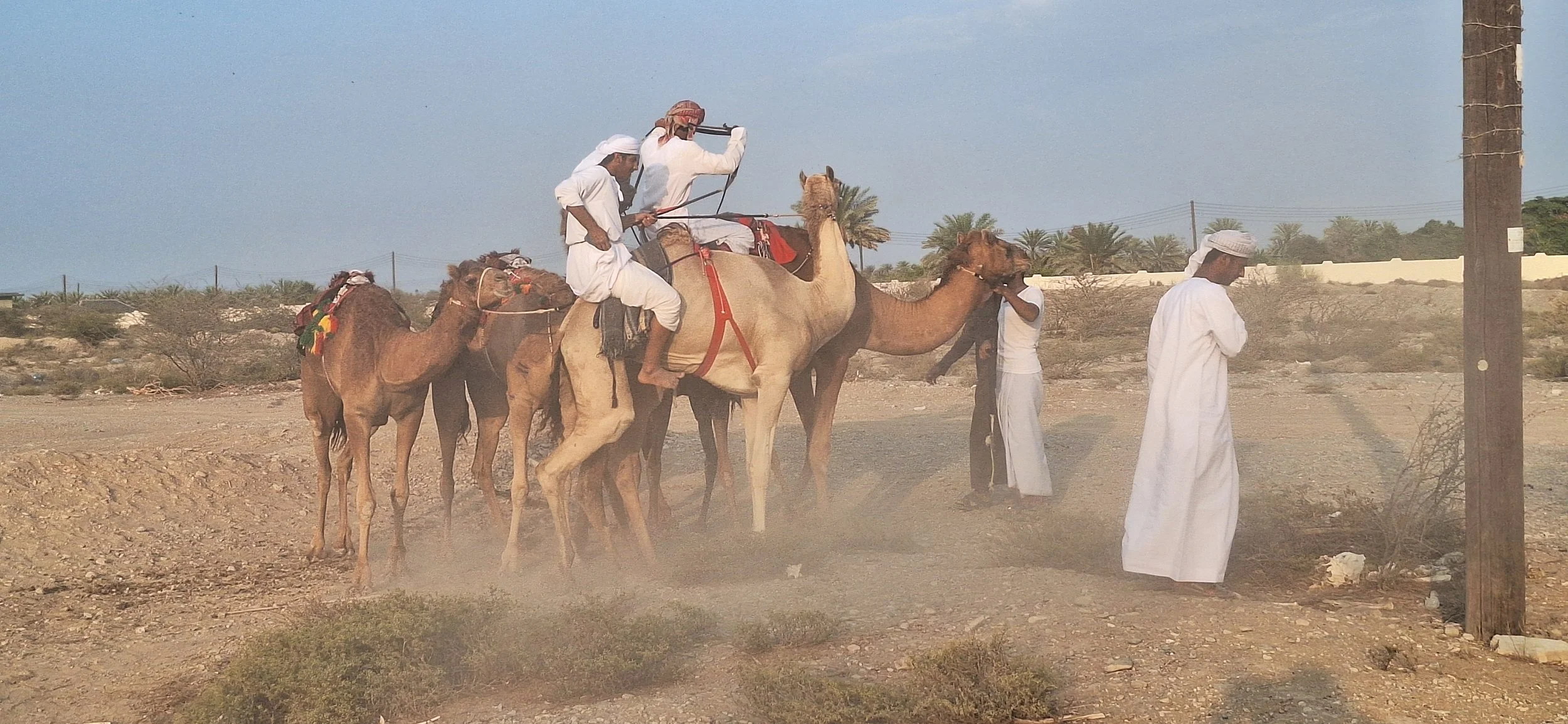 Camel race preparations Oman.jpg