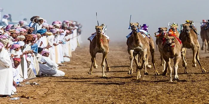  Camels race to the finish line whipped by their robotic jockeys watched by large crowds and an enormous television and online audience. Although the practice of camel racing shows no sign of disappearing anytime soon the use of child jockeys has bee