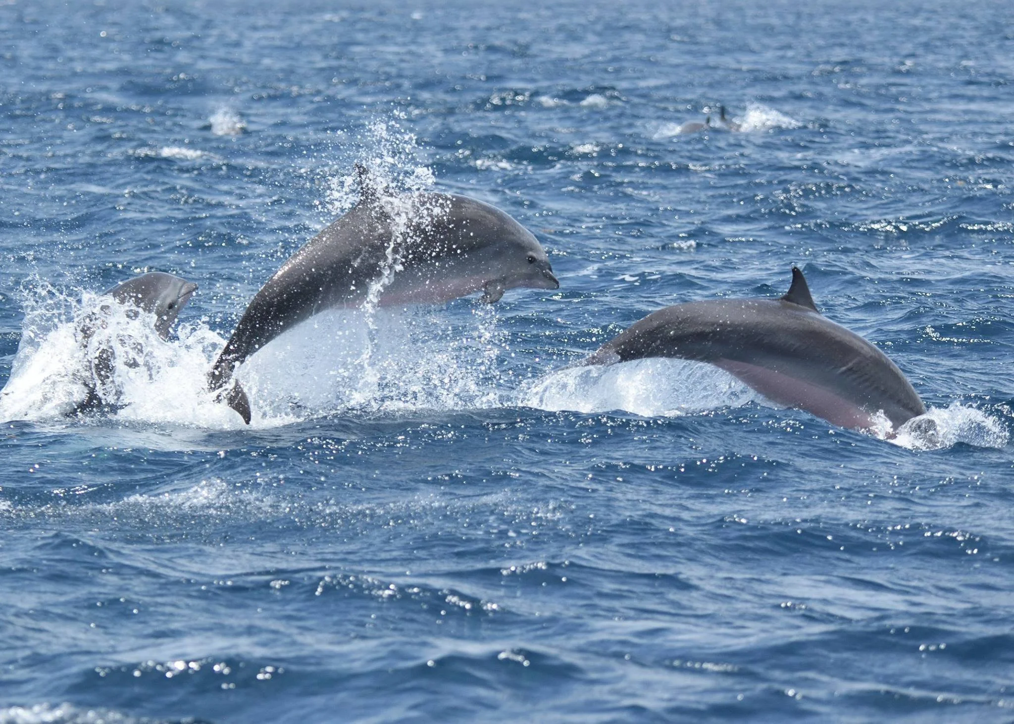 ocean dolfins.jpeg