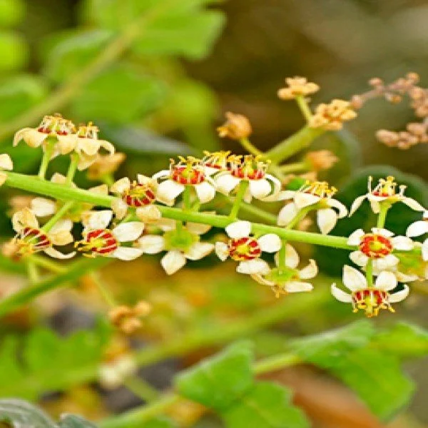 Francincense boswellia_sacra-1.jpg