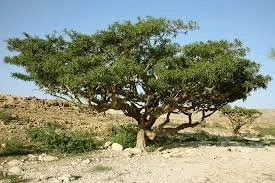 Frankincense tree.jpeg