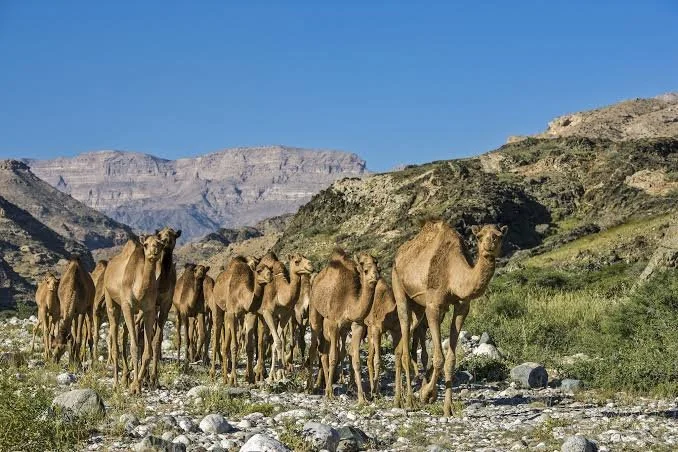 Salalah travel camels in Oman.jpg