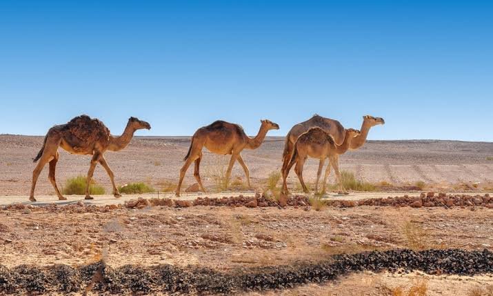 Duqm desert Oman.jpg
