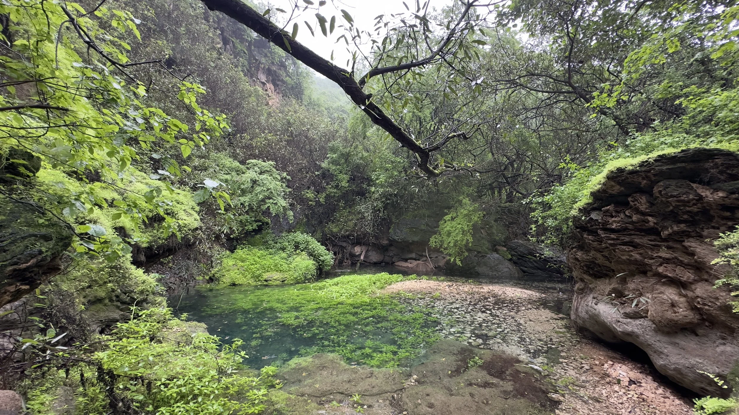 A lush green forest with a small stream of water surrounded by rocks and dense foliage.