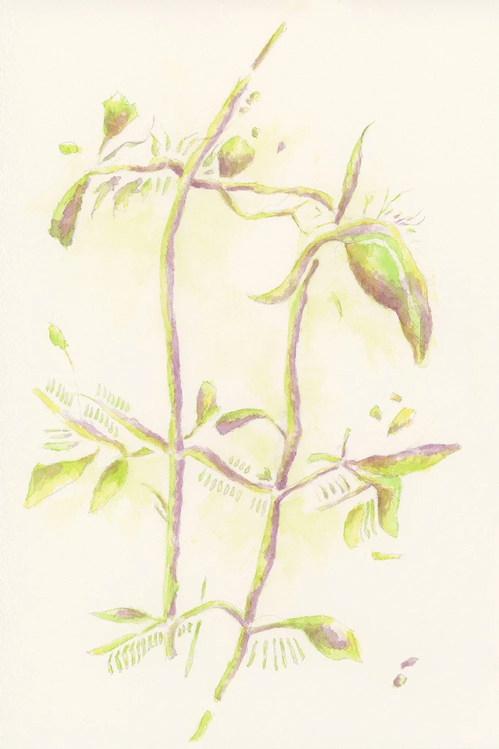ML BOTANICAL 2