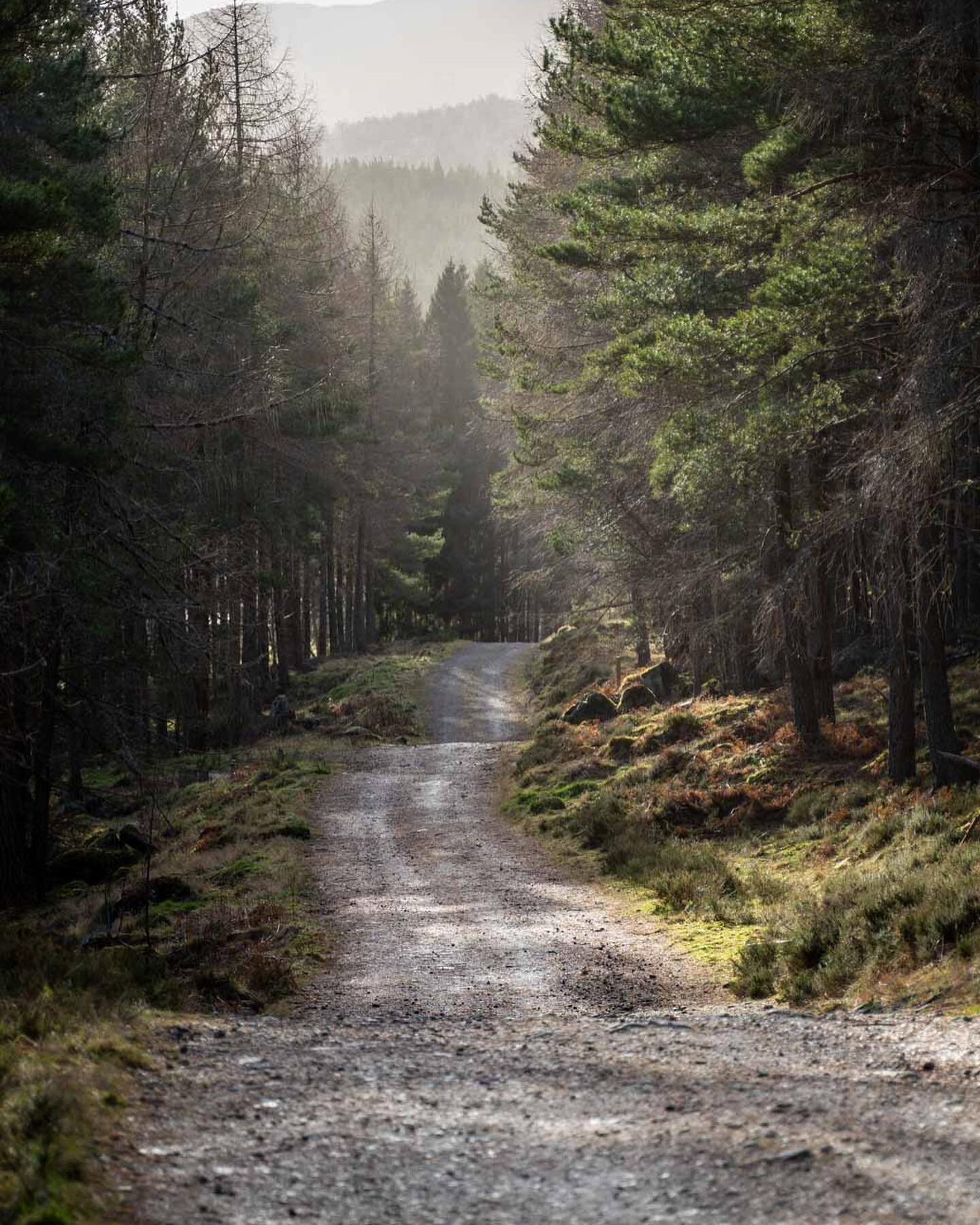 Nice 5k walk, nobody about, just some creaking trees in the wind 
#trailrunning #running #sonyalpha #tamron #tamronlens #photography #walk #walking #freshair #run #cairngormnationalpark #scotland #hike #keepgoing #keeppushing #keepfit #keepgrinding #