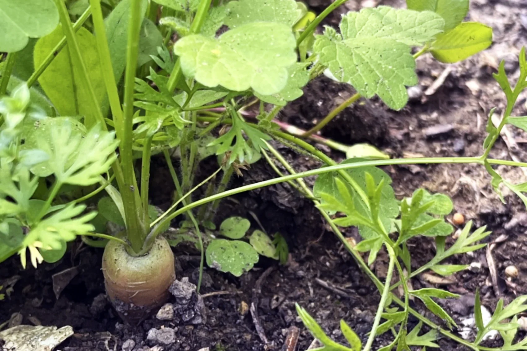 oung carrot plants growing in a small container garden with green leaves emerging from the soil
