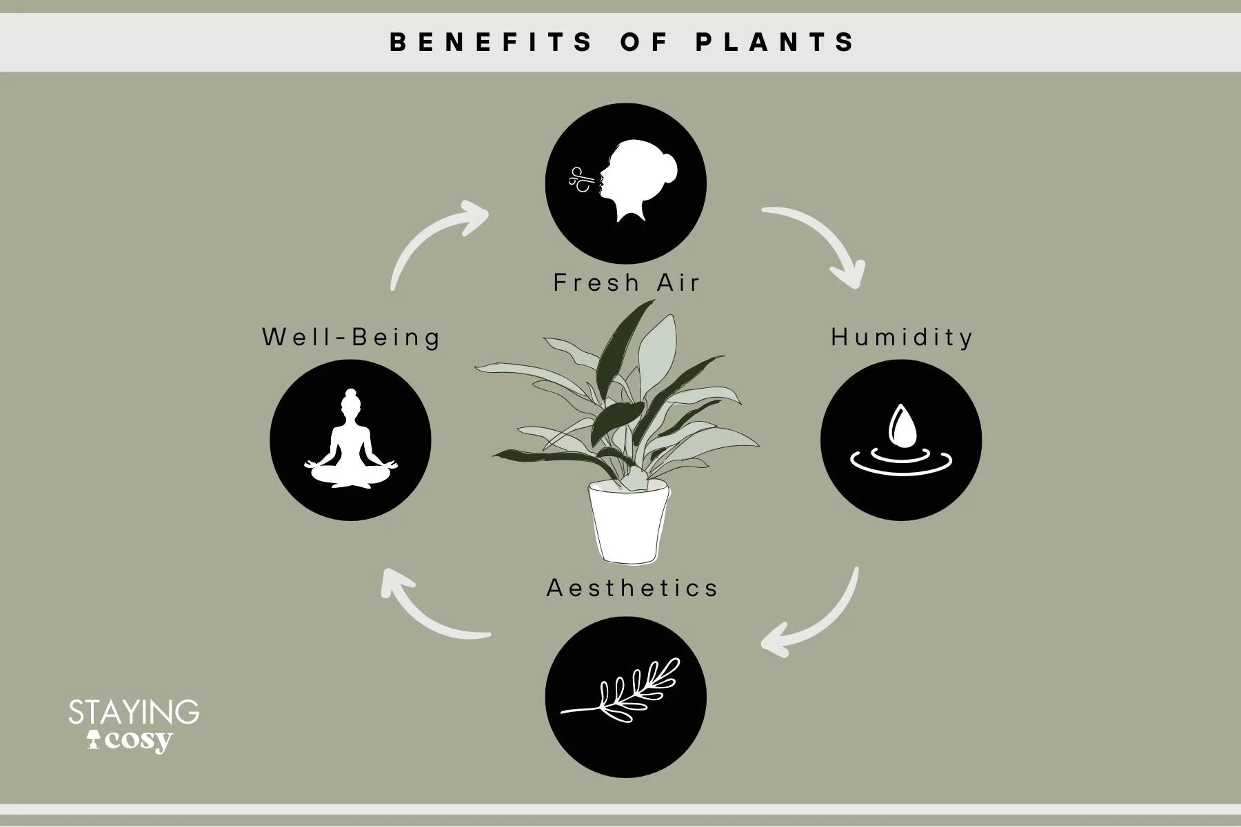 Infographic showing the main benefits of indoor plants, including air purification, improved humidity, mood boost, and interior appeal.