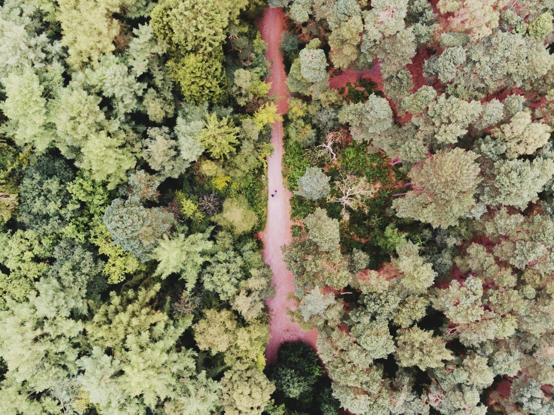 Beauty of Desire Paths—Walking the Way We Feel