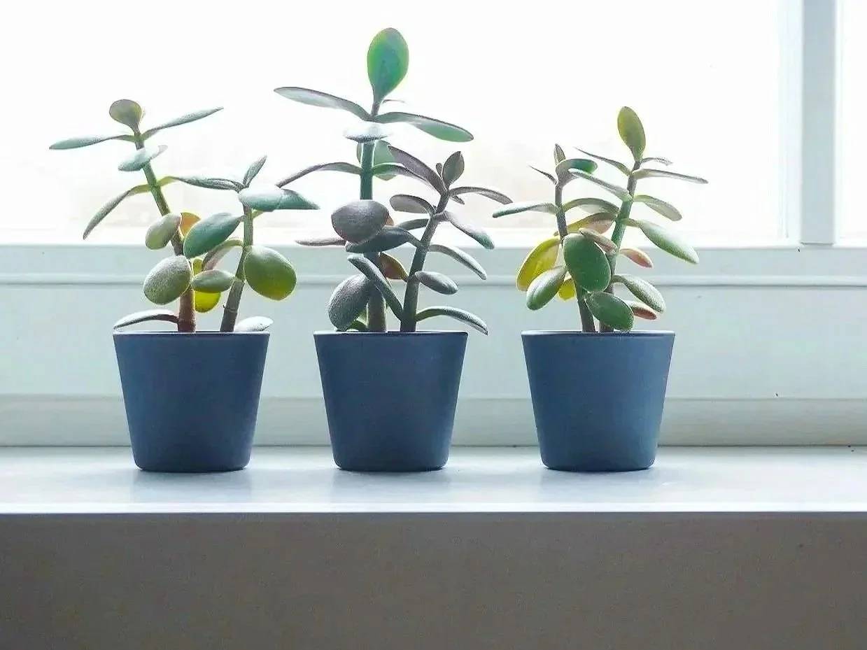 Best Low-Maintenance Air Purifying Plants to Grow Indoors