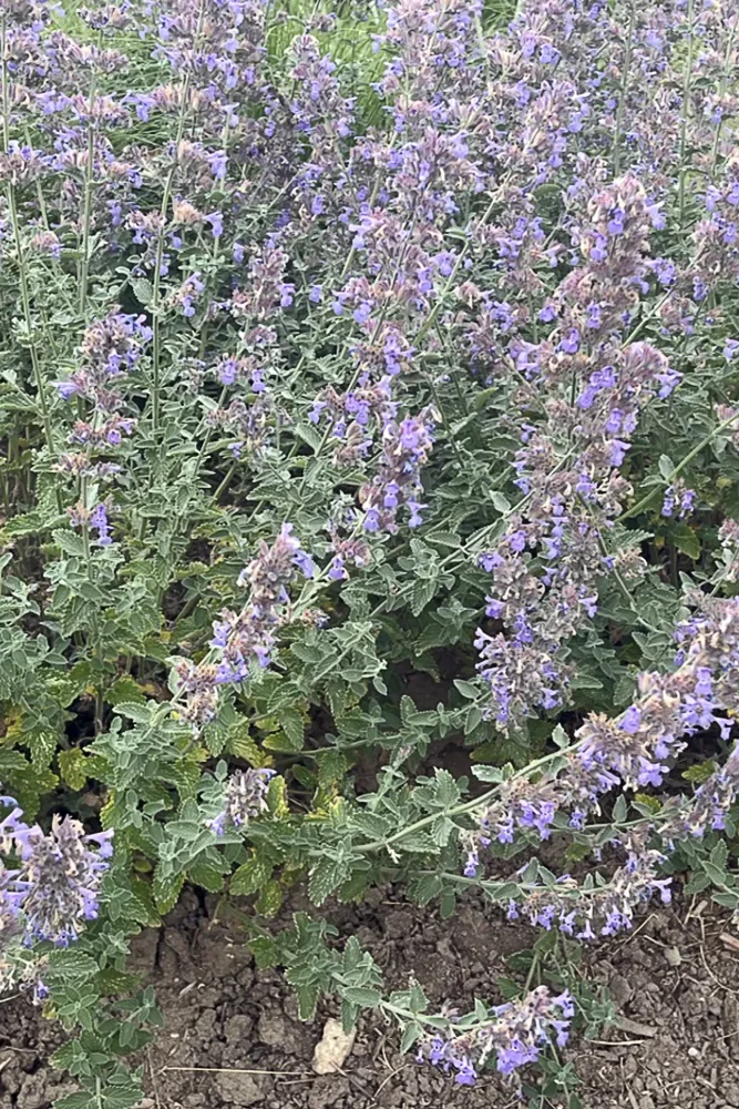 Persian catmint
