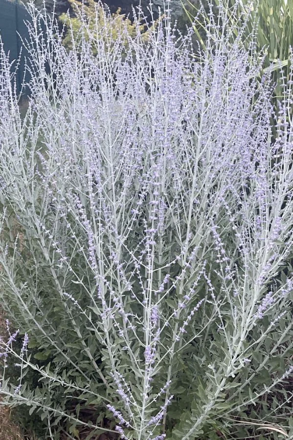 Caspian sage