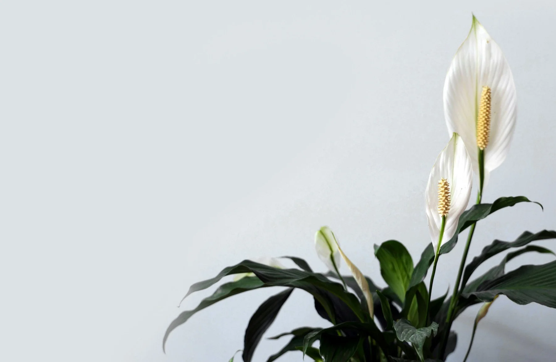 Peace Lily with glossy green leaves and elegant white blooms.