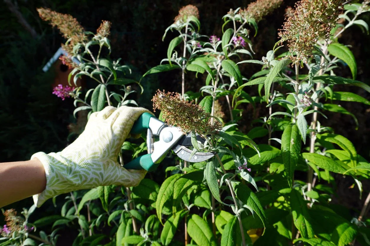 Person wearing durable canvas gardening gloves carefully pruning deadhead flowers to encourage new growth in a holistic family garden.