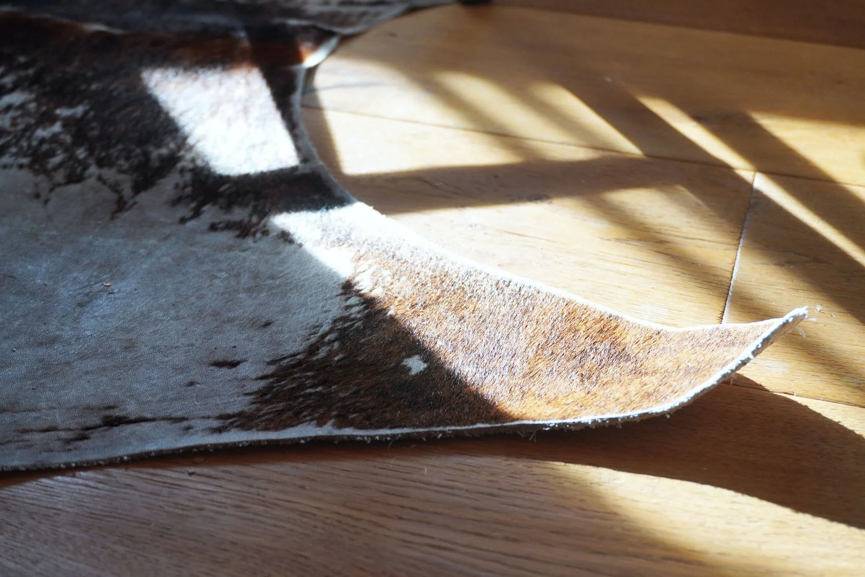 Close up of a cow hide corner on a wooden floor boards lit by sun.