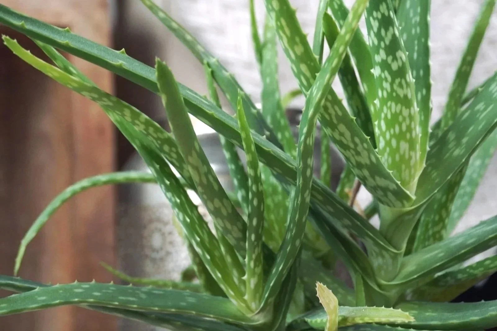 Close up of Aloe Vera plant with thick fleshy green leaves.