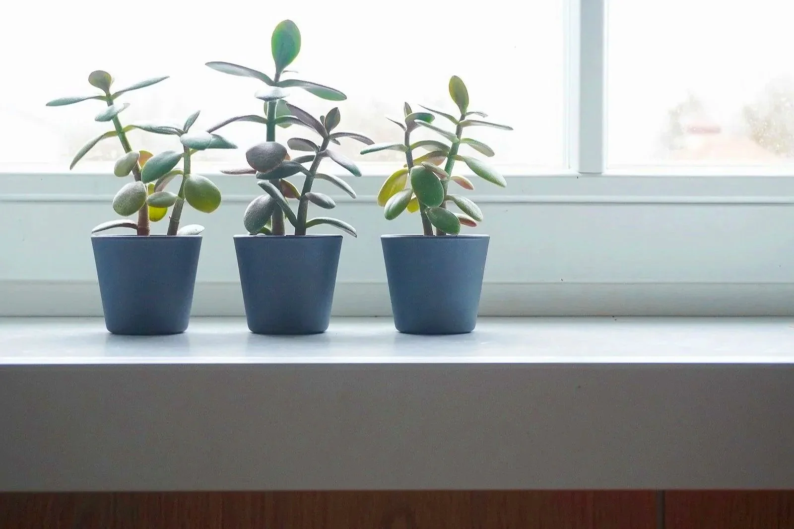 Three money plants with thick green leaves on a windowsill, ideal indoor plants for low maintenance air purification.