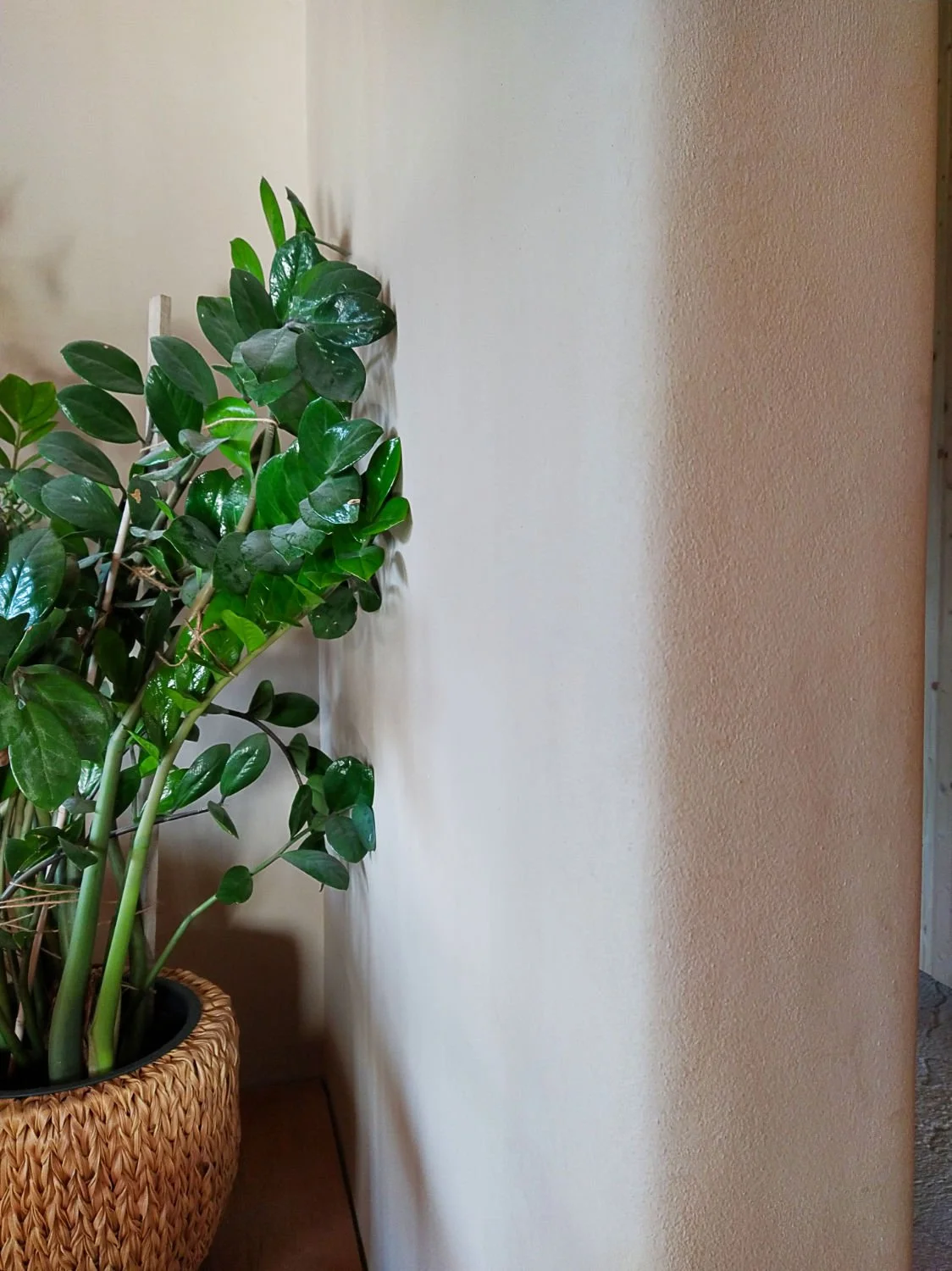 Beige hand plastered clay wall with green plant in banana leaf planter