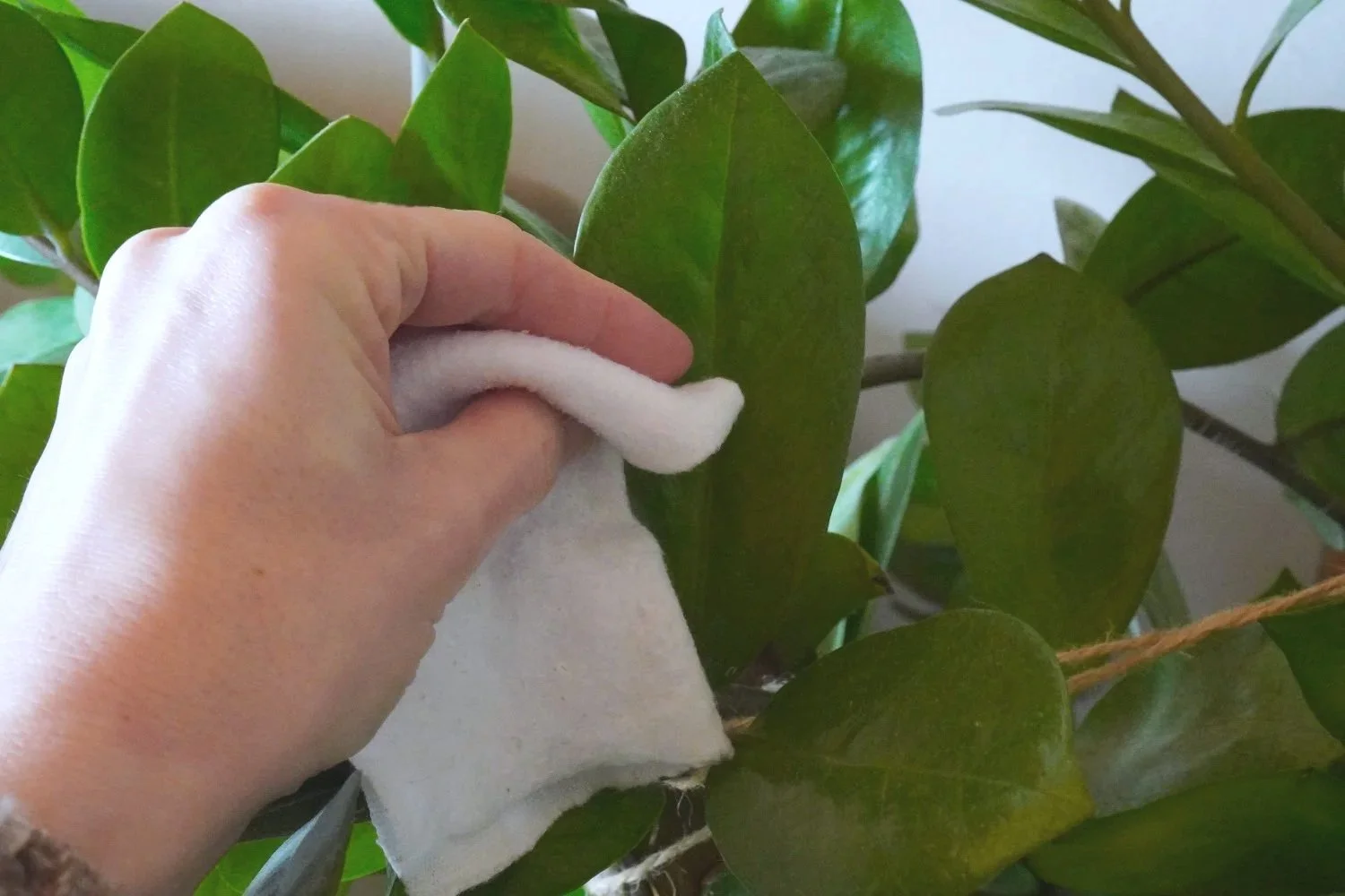 Close-up of a hand gently wiping dust off a green indoor plant with a soft, damp cloth.
