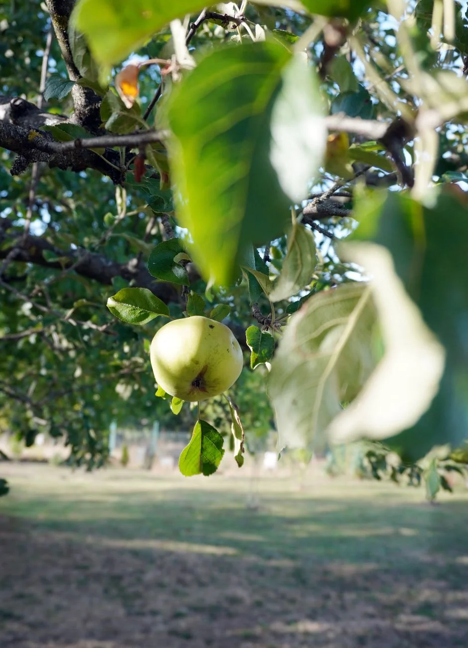 Close-up of a crisp organic apple ripening on a sun-drenched tree branch, embodying rural charm and sustainable home food production
