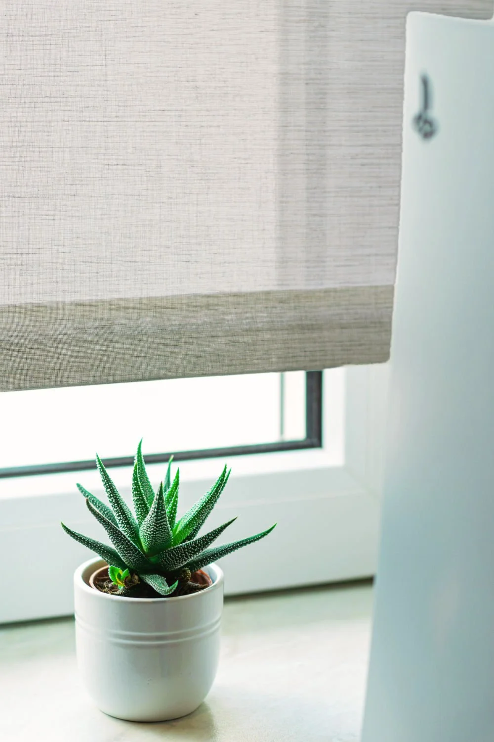 Close-up of linen blinds partially closed behind a small indoor plant on a windowsill.