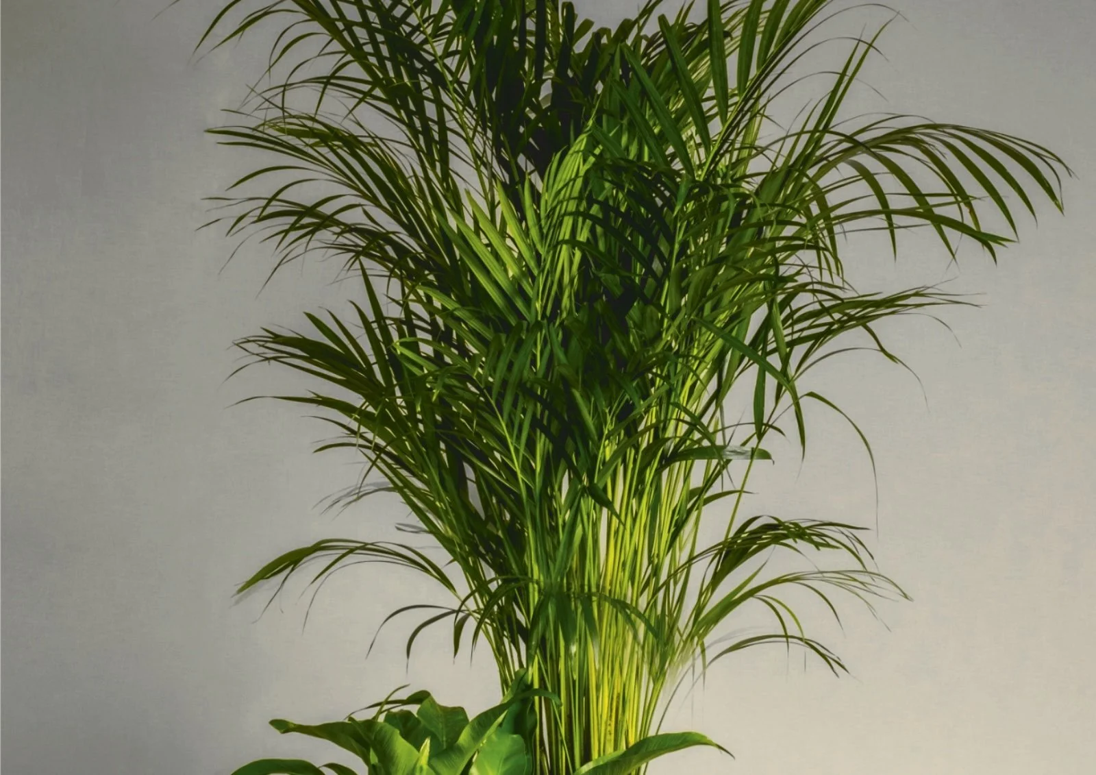 Areca Palm with long feathery fronds bringing a tropical touch to a bright interior.