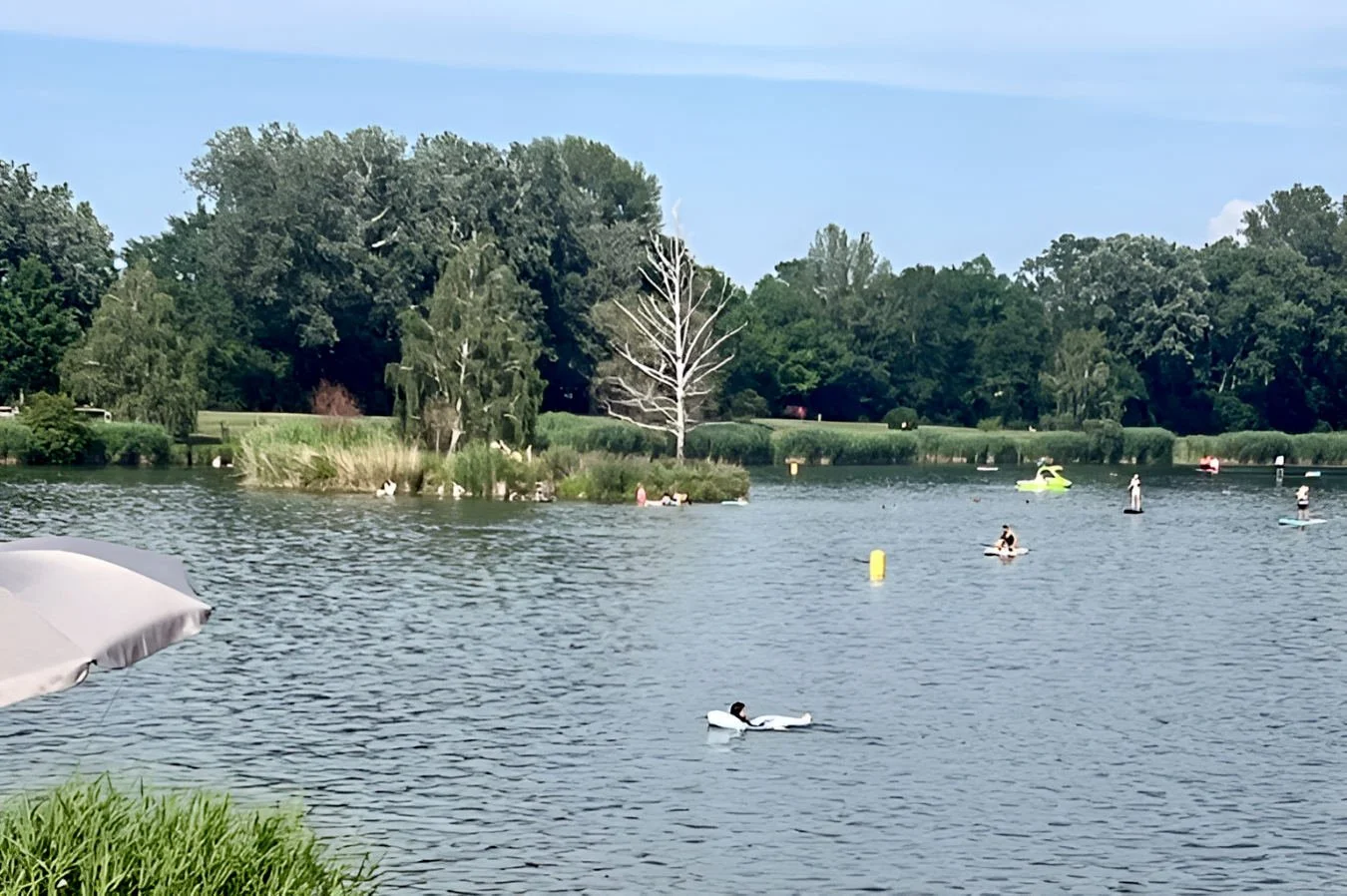 A serene view of a natural swimming lake with a central island featuring two birch trees under a clear summer sky.