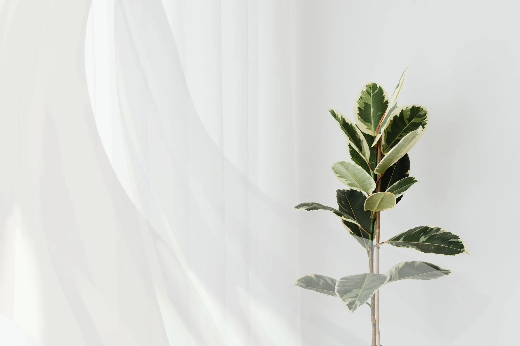 Sunlit room with open window, tall leafy plant and light curtains moving in fresh air