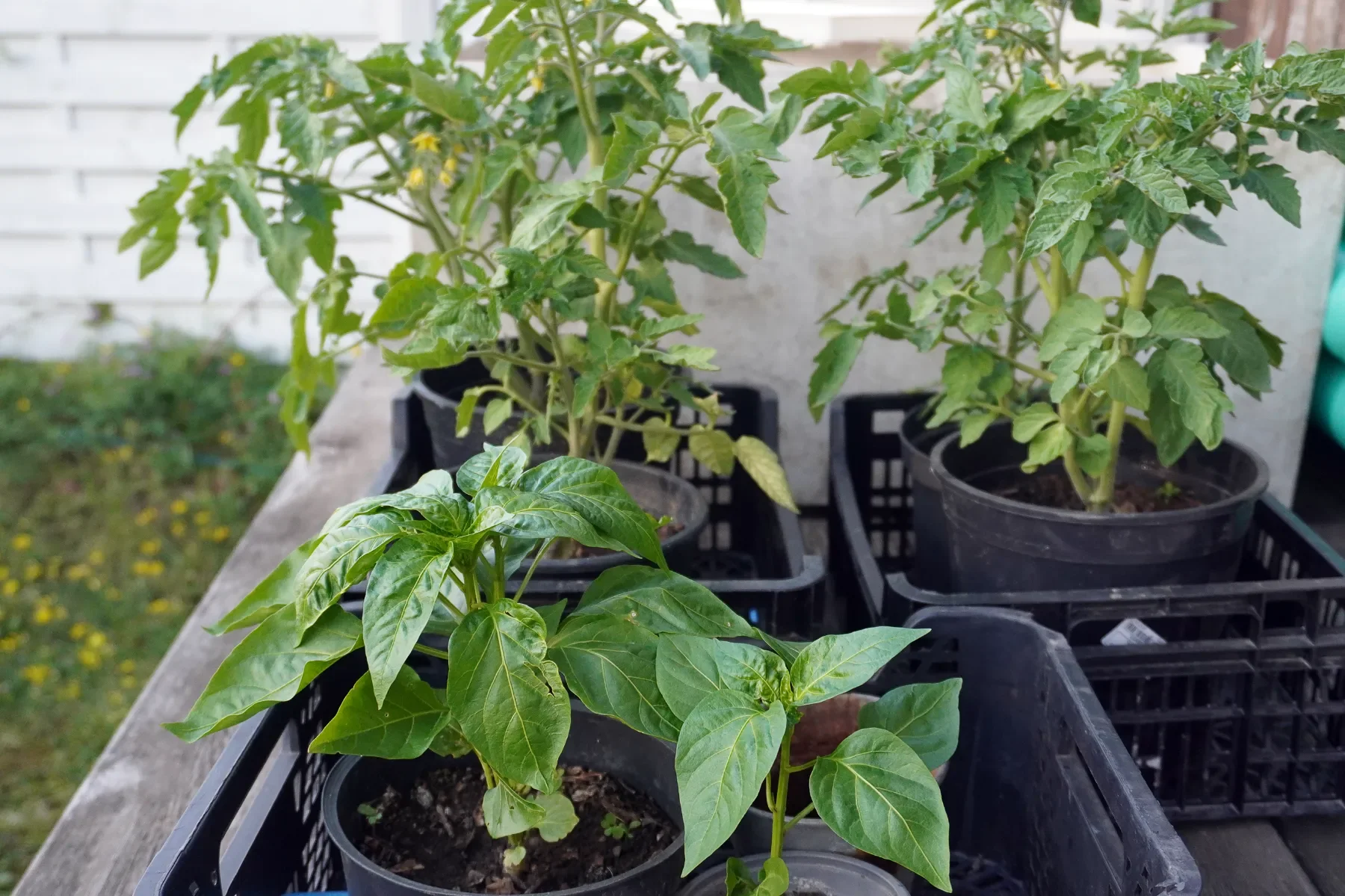 Growing tomato and pepper plants in containers after being started in a small DIY garden setup