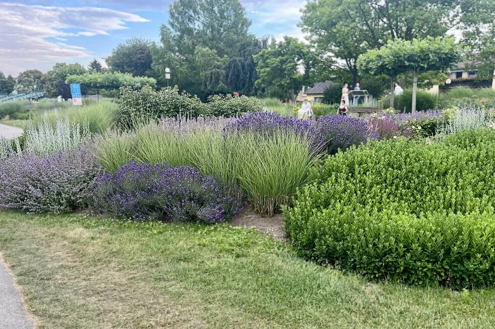 Lush public perennial flower beds with purple flowers and wooden benches under mature trees, demonstrating human-centred design in Tulln, Austria.