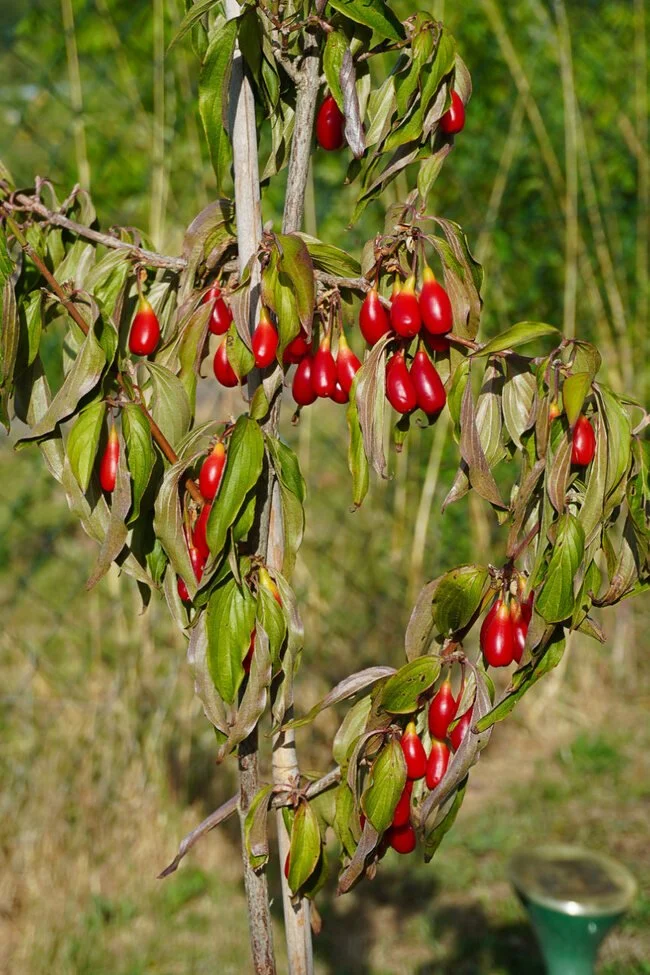 Sun-drenched Cornelian cherry dogwood bush heavy with ripening red berries, showcasing low-maintenance edible landscaping and biodiversity.