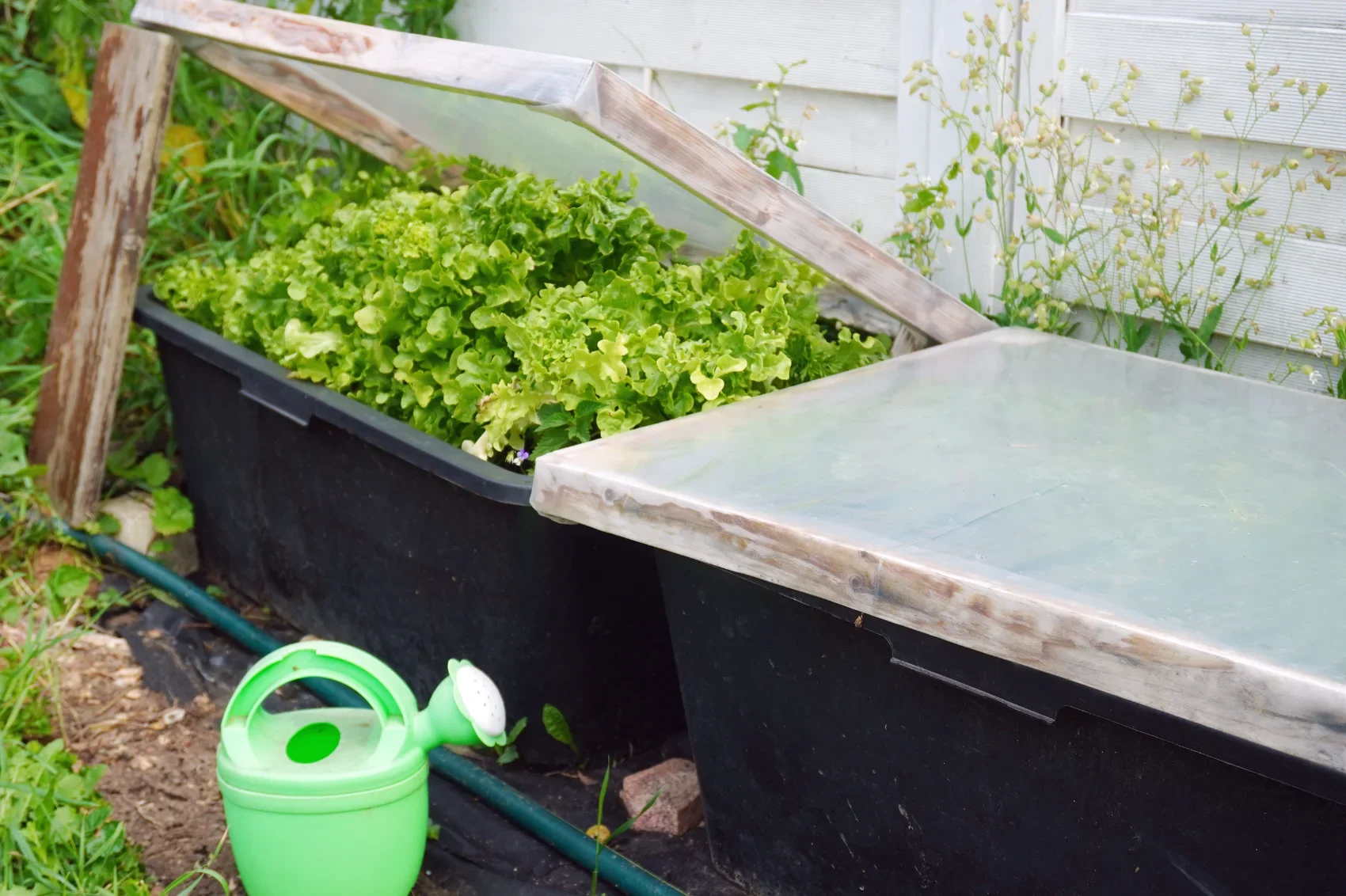 DIY cold-frame containers with removable plastic covers, one closed and one opened to reveal growing plants