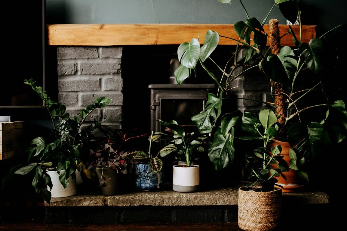 Moody living room with fireplace partially hidden by lush indoor plants, demonstrating natural screening and layered wall depth.