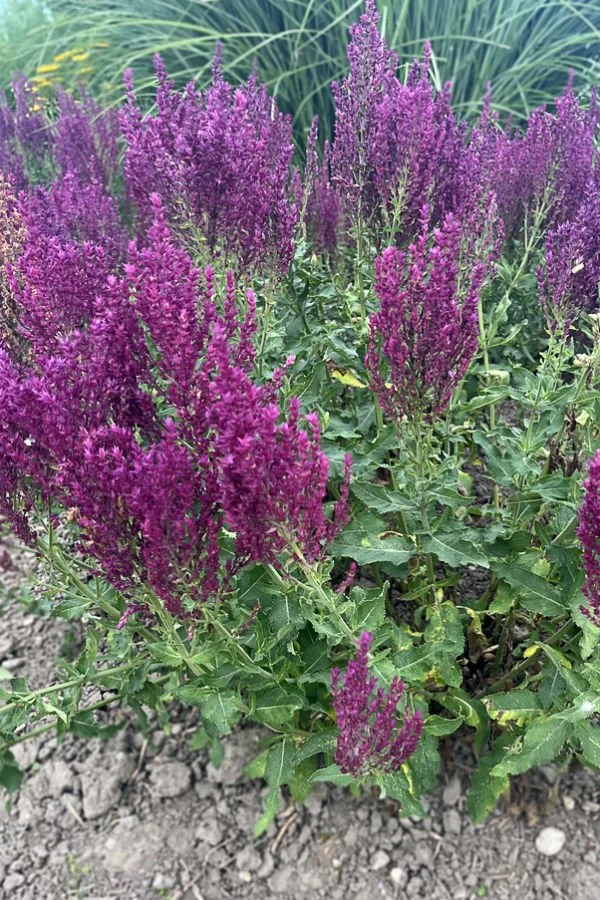 Image of beautiful perennial flowers in vibrant purple colour as part of human-centred design in a town called Tulln.