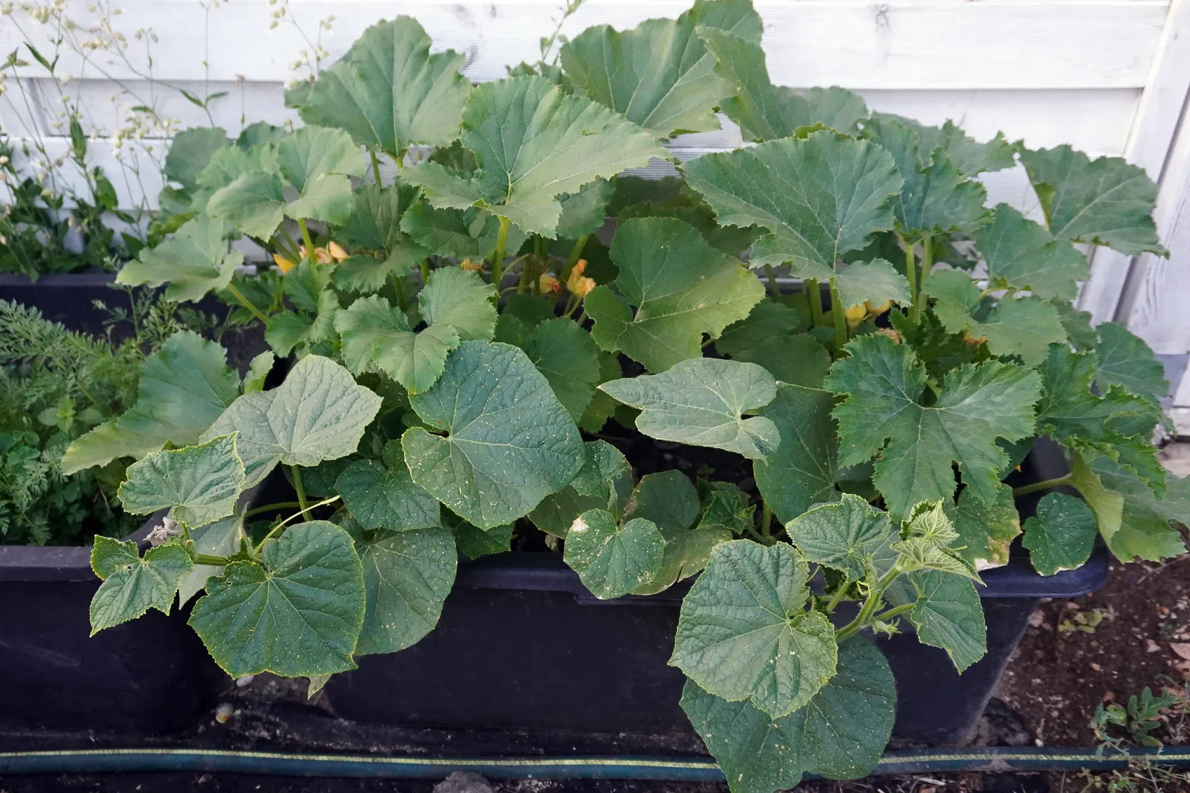 How I Extended My Growing Season with a Simple DIY Garden Setup