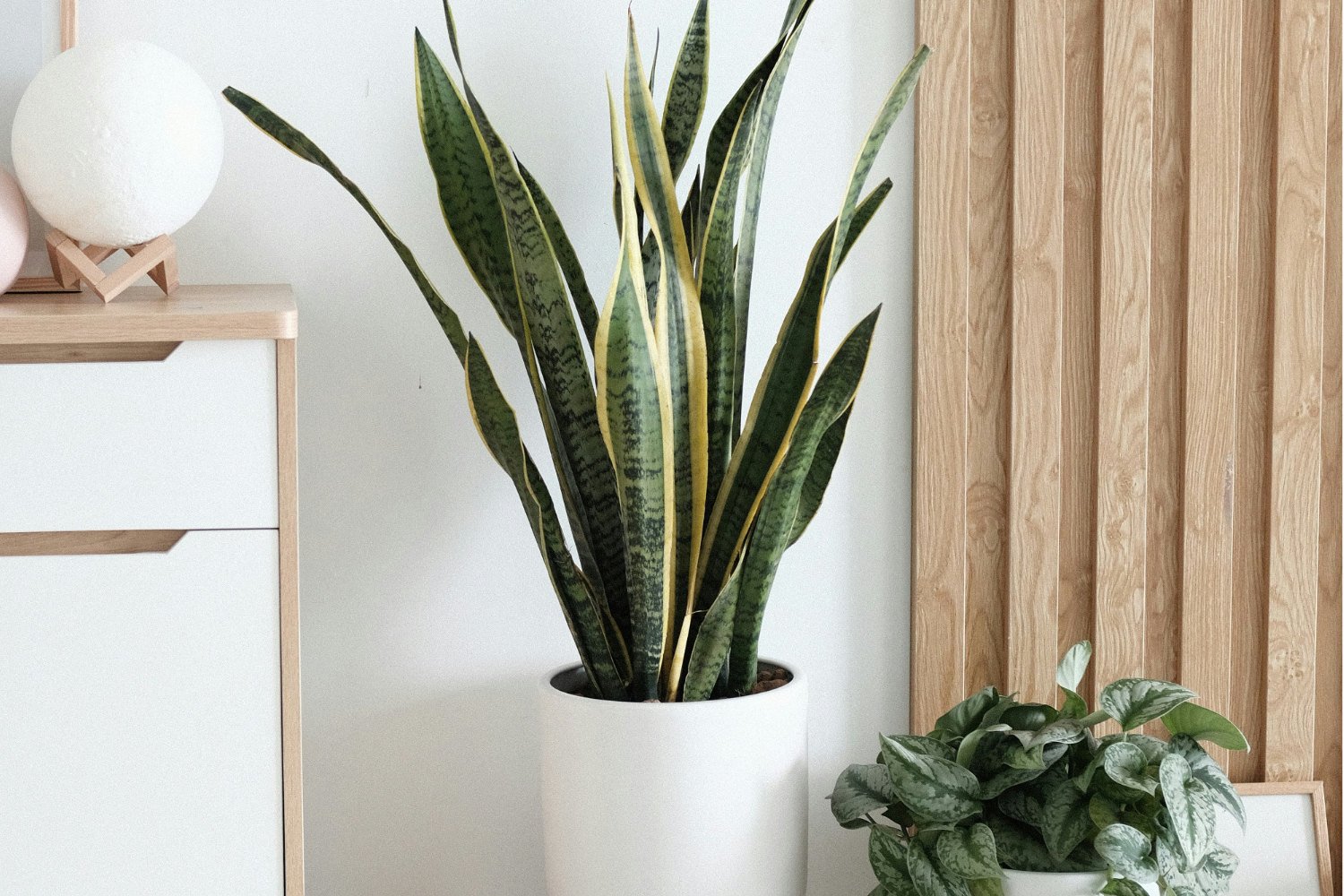 Snake Plant with tall upright green leaves and yellow edges placed next to living room furniture.