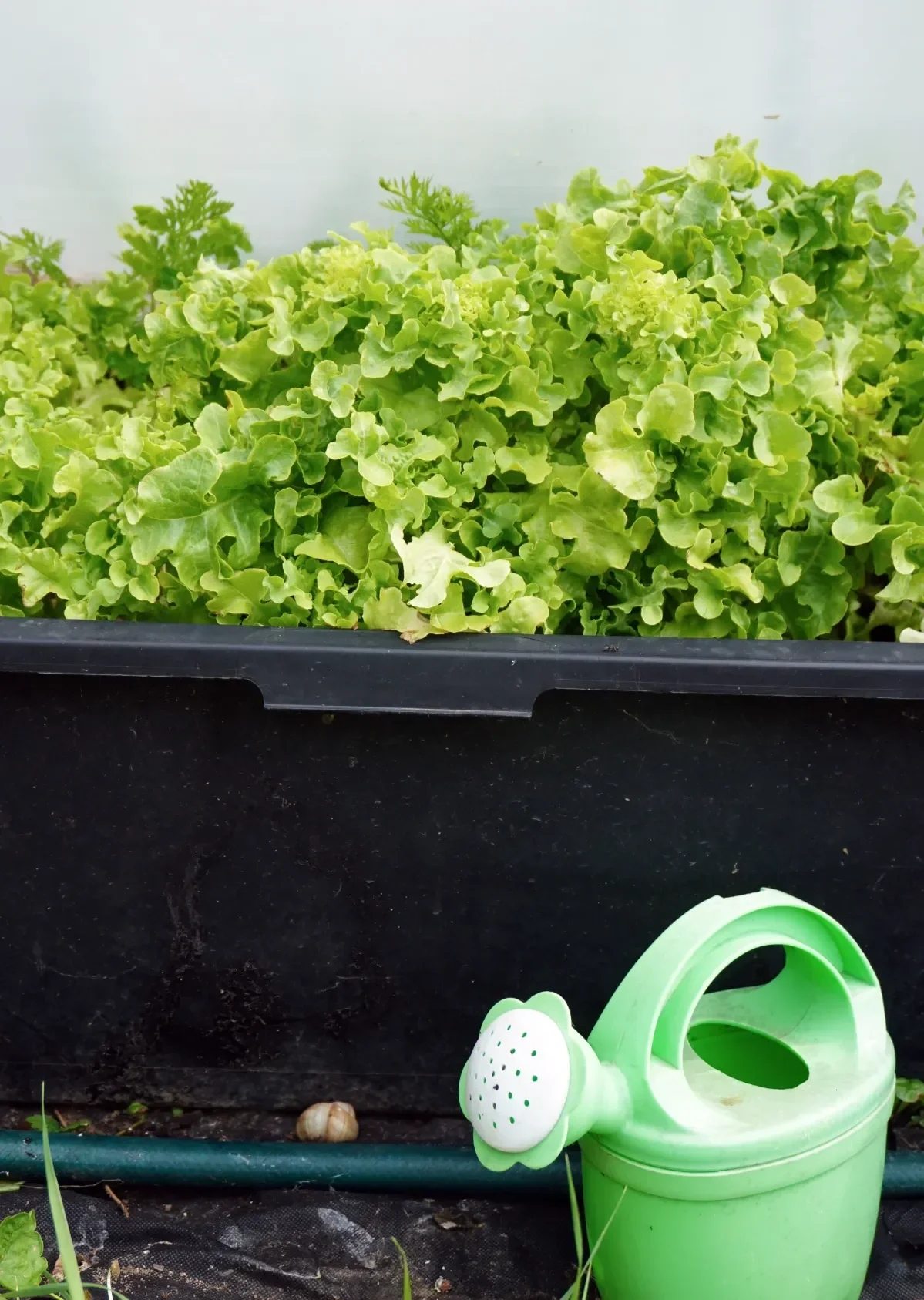 Young lettuce growing inside a covered container cold frame with a watering can beside it