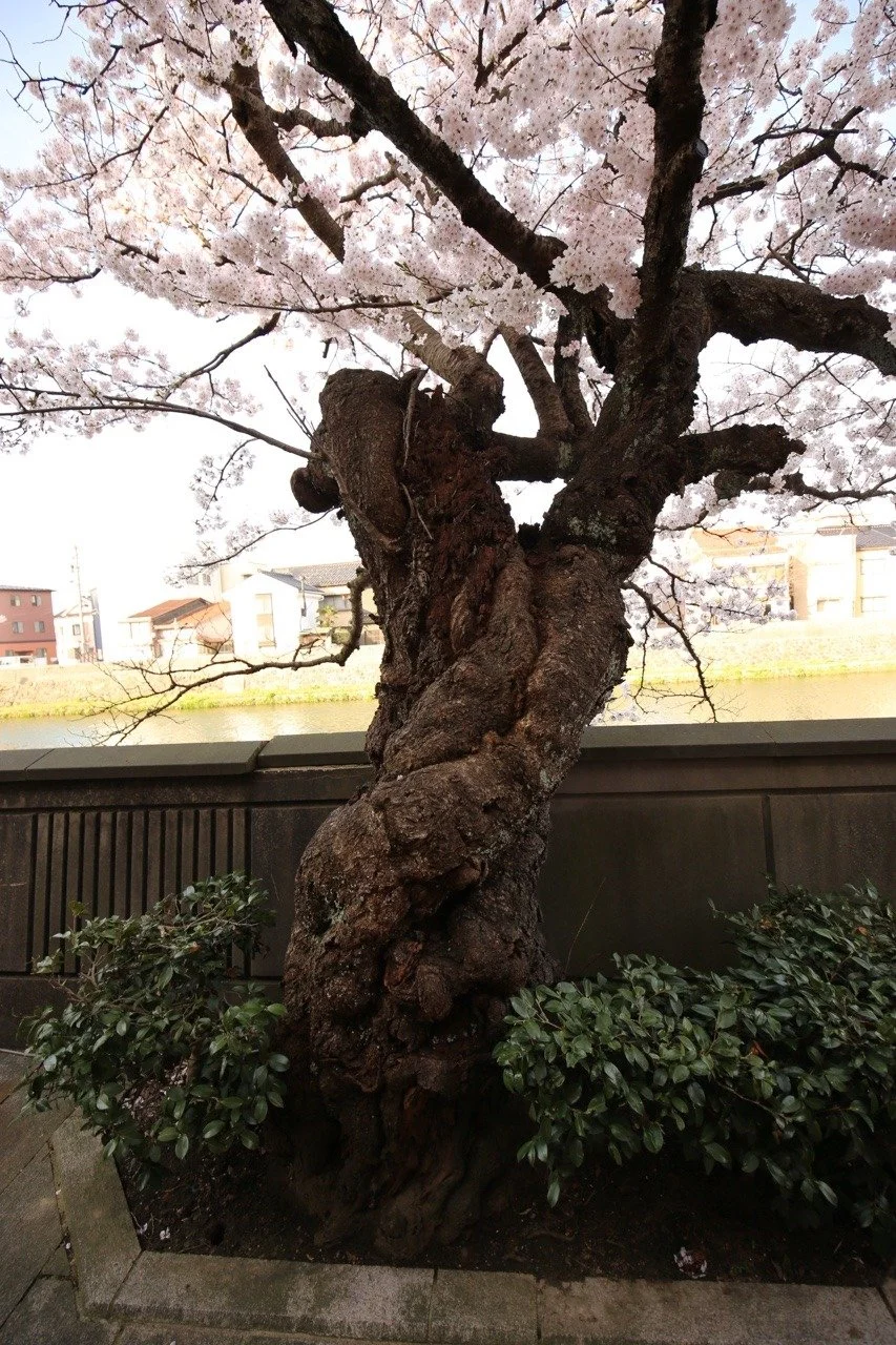 Fluss in Kanazawa mit blühenden Kirschbäumen