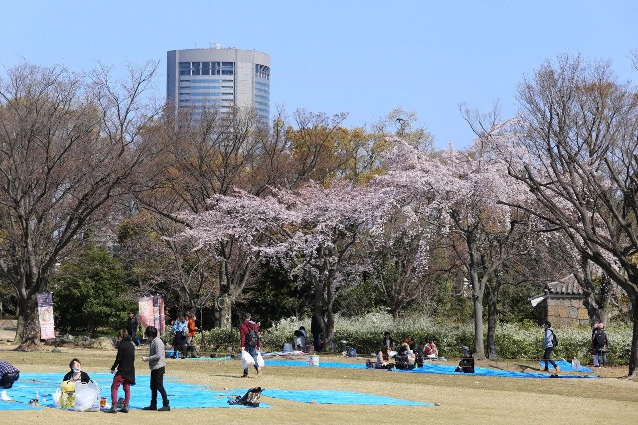 Kirschblüten im Park