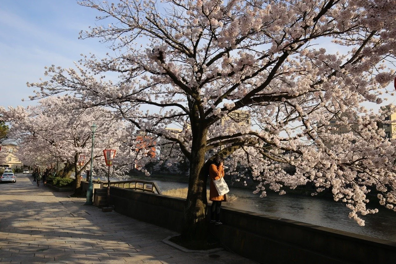 Fluss in Kanazawa mit blühenden Kirschbäumen