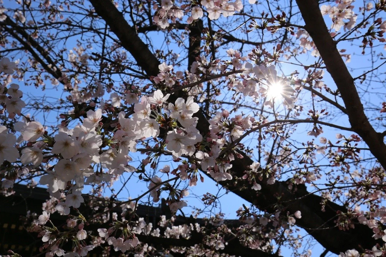 Kirschblüten